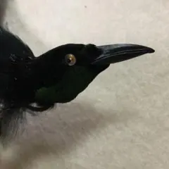 Item thumbnail for item faf497c2-3fcc-427a-ab20-ae7daa3572cd