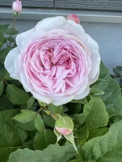 アプリコット色の薔薇苗 イングリッシュローズ ロゼット咲 ネコポス