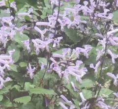 drgn1様 リクエスト 2点 まとめ商品