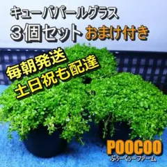 毎朝発送】水草セット（水上葉、無農薬、スネールなし） - メルカリ