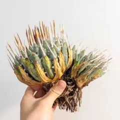 2026年最新】エボリスピナ陽炎の人気アイテム - メルカリ