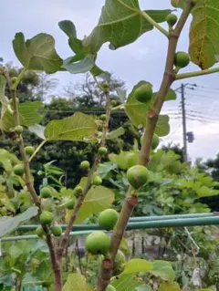 【専用】穂木 イチジク hato3dx様専用 いちじく穂木 イチジク穂木 【公式通販】