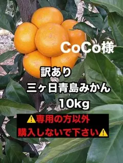 ★CoCo様★訳あり三ヶ日青島みかん 10kg