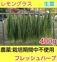 【9】レモングラス　生葉　400g　農薬：栽培期間中不使用　フレッシュハーブのサムネイル
