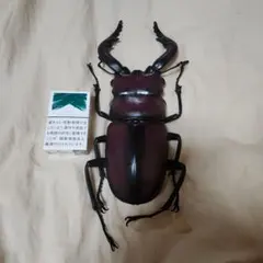 Item thumbnail for item 77a22d44-806e-4be6-9541-181fb3ee3331