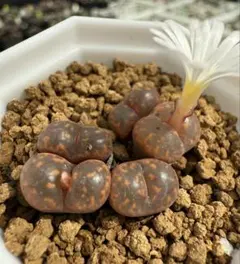 2025年最新】ペルシダム コノフィツムの人気アイテム - メルカリ