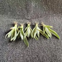 大株 ブルームーン 銀河旅人 デスメティアナ 縦15cm 横30cm アガベ