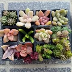 多肉植物　セダム　カット苗　詰め合わせ