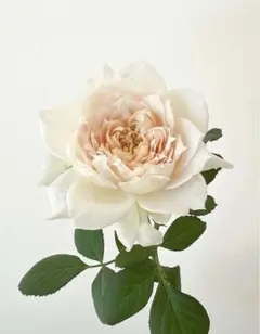 2026年最新】和バラ 苗の人気アイテム - メルカリ