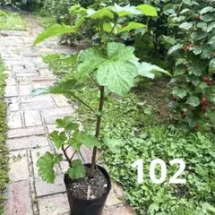 【超大玉収穫‼️】大実ラズベリー苗木　 113 超大玉収穫‼️】大実ラズベリー苗木113 - メルカリ