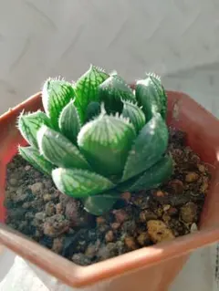 さく様 リクエスト 2点 まとめ商品