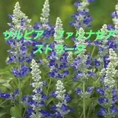 ひ～ろりん☆様 リクエスト 2点 まとめ商品