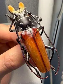 美脚橙】カシクスオニノコギリカミキリ昆虫標本甲虫ハムシサソリ