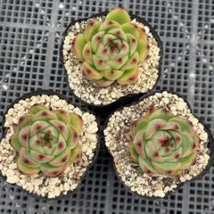 2026年最新】多肉植物 韓国苗 セットの人気アイテム - メルカリ