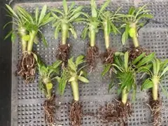 2025年最新】アンボンゲンセの人気アイテム - メルカリ