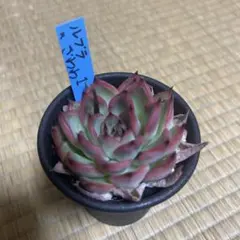 ルブラ×ざわわ1 おらいさん苗 青札 - メルカリ