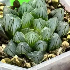 シ*ス様 ブラックオブツーサ　超美株　ハオルチア　観葉植物　53