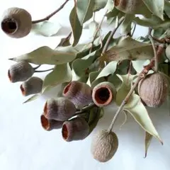 春の花材セット・ウッドローズ枝付き・アサガオ ドライフラワー・花材・茶色の花材 春の花材セット・ウッドローズ・アサガオ ドライフラワー・花材・茶色
