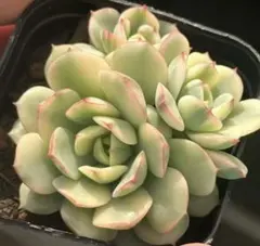 ミ*マ様 No.g313新入荷　紅姫蓮錦　エケベリア　多肉植物　撮影11月6日