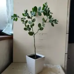 うめ様 リクエスト 2点 まとめ商品