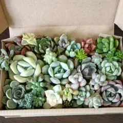 ◇寄せ植え　カット苗詰め合わせ　アメイジンググレイス　つぶつぶ紅葉おもち　韓国苗
