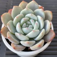 ハナちゃん様 リクエスト 3点 まとめ商品