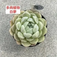 ꕤ 静夜 3苗 ꕤ 多肉植物 ꕤ 韓国苗 ꕤレア ꕤ - メルカリ