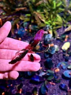 2025年最新】bucephalandra ghostの人気アイテム - メルカリ