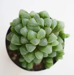 iris-kδ@様 リクエスト 2点 まとめ商品