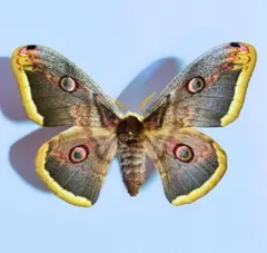 2026年最新】ヤママユ 昆虫標本の人気アイテム - メルカリ