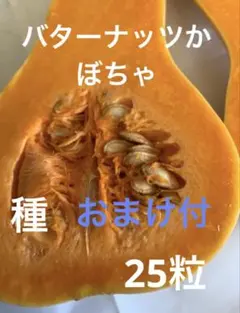バターナッツかぼちゃ　種　25粒　(おまけ付き)