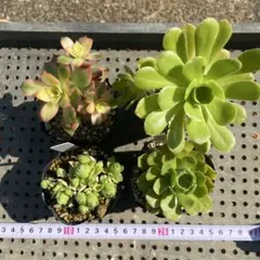 多肉植物　アエオニウム　4点セット