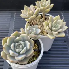 超絶ワイルド森で野生化【朧月＊オボロヅキ】多肉植物＊カット苗＊コンパクトボックス 朧月,おぼろつき,グラプトペタルム属,グラプトペタルムの朧月