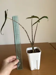 アロカシア シベリアンタイガー 鉢付き - メルカリ