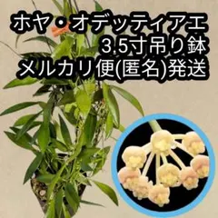 ホヤ インブリカータ 吊り鉢 - メルカリ