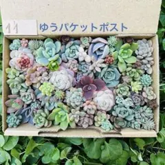✾11ちまちま寄せ植え　カット苗　多肉植物　寄せ詰め合わせ　詰め合わせ