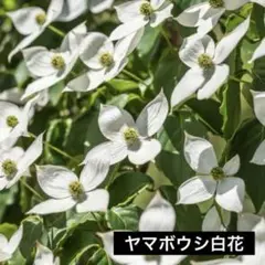 ヤマボウシ　白花　特大‼️幹太‼️約70㎝　6号　らくらくメルカリ便　※鉢ごと発送‼️ ヤマボウシ 白花 特大‼️幹太‼️約70㎝ 6号 らくらくメルカリ便 ※鉢