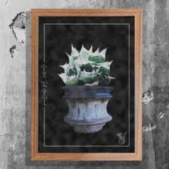 白犀牛　胴切り　子株 CATEGORY 白犀牛 | planet-familiar