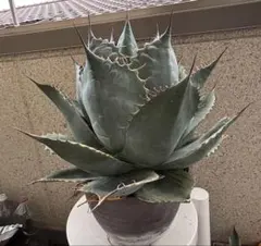 2025年最新】アガベ パラサナ錦 ファイヤーボールの人気アイテム