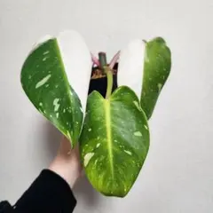 観葉植物 フィロデンドロン ホワイトプリンセス