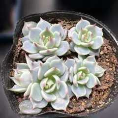 きよみ様 リクエスト 2点 まとめ商品