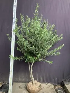 オリーブ シプレッシーノ 150cm❗ 整った樹形 綺麗な葉色 このまま