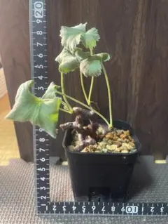 な*す様 ペラルゴニウム　ミラビレ　2株セット　未発根 Pelargonium mirabile ペラルゴニム ミラビレ未発根を買うときに