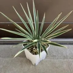 アロイフォリア　斑入り　センジュラン　曲がり幹　大株　引き取り限定 ユッカ アロイフォリア 斑入り | C STORE C