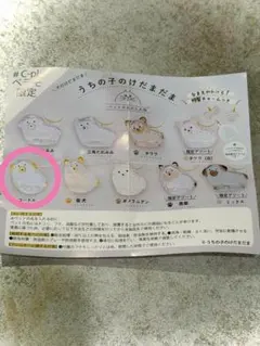 うちの子のけだまたま 犬　プードル