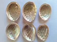 と24　日本海産天然あわび貝殻6枚まとめ売り♪送料込み♪