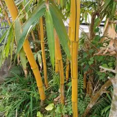 gonn様 リクエスト 2点 まとめ商品