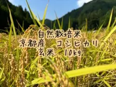 ★新米★ 自然栽培米 京都産 コシヒカリ 玄米 10kg