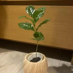 【❤️人気観葉植物❤️】コーヒーの木　アラビカ　実生苗　１本　ポットで発送‼️