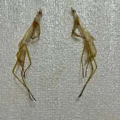 2025年最新】カマキリ 標本の人気アイテム - メルカリ